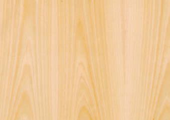 Hêtre blanc